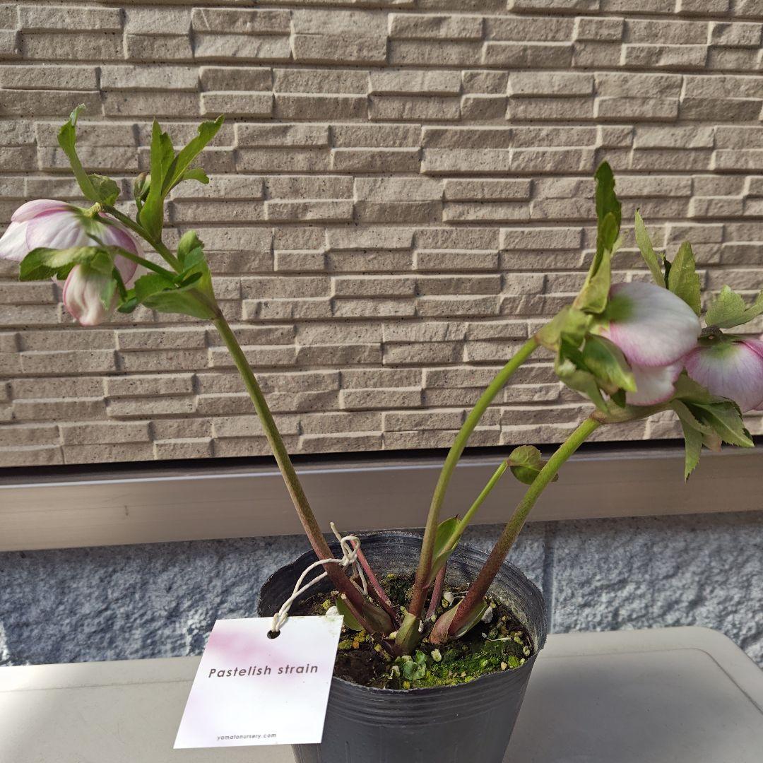 こ*ち様 クリスマスローズ 大和園 パステリッシュストレイン②