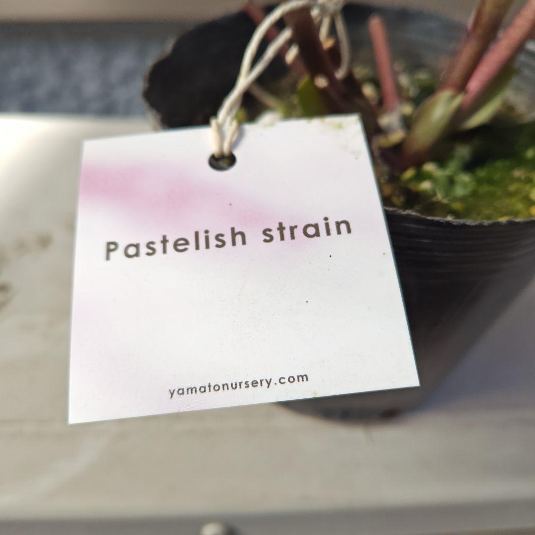 こ*ち様 クリスマスローズ 大和園 パステリッシュストレイン②