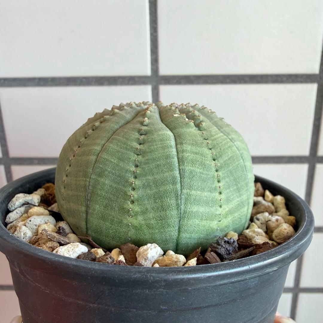 t*o様 ② ユーフォルビア オベサ 実生モンスト 綴化