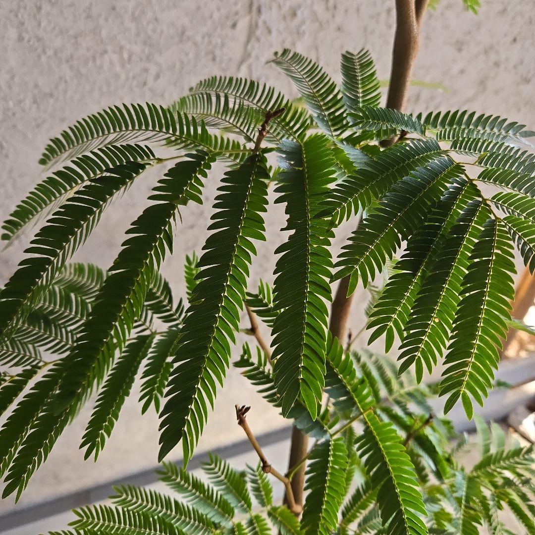 ⑳　エバーフレッシュ曲がり仕立て　10号特大苗木最高等級極上品‼️