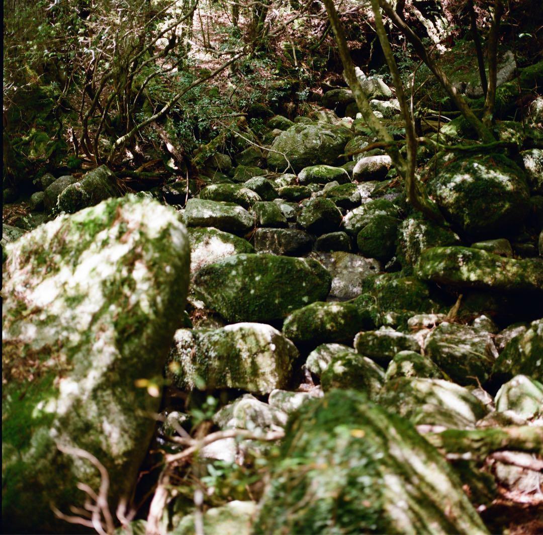 ハッセルブラッド500C/M + 希少な白鏡胴T*80mm Cレンズ