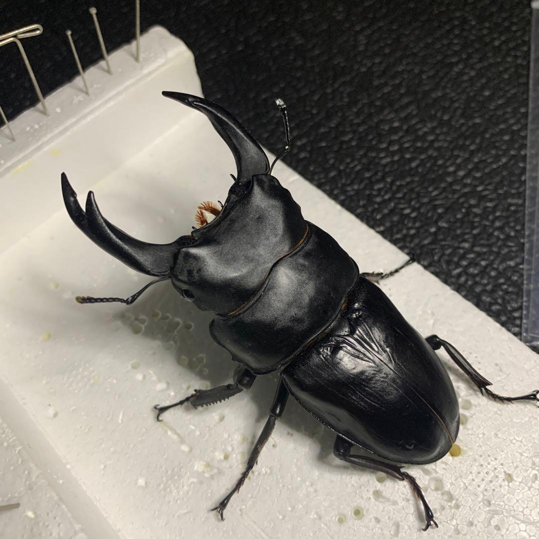 オオクワガタ 標本 死虫 能勢YG血統 脅威の88.8ミリ！