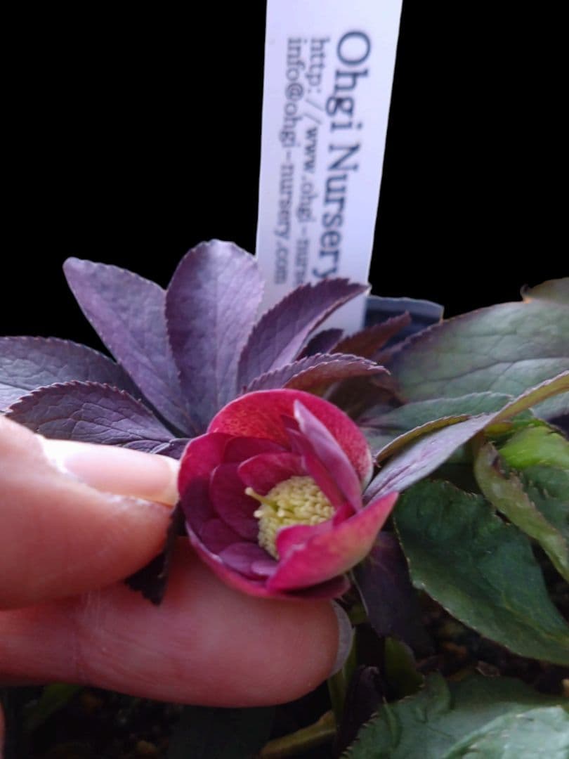 クリスマスローズ　大木ナーサリー　デュメ交配dd