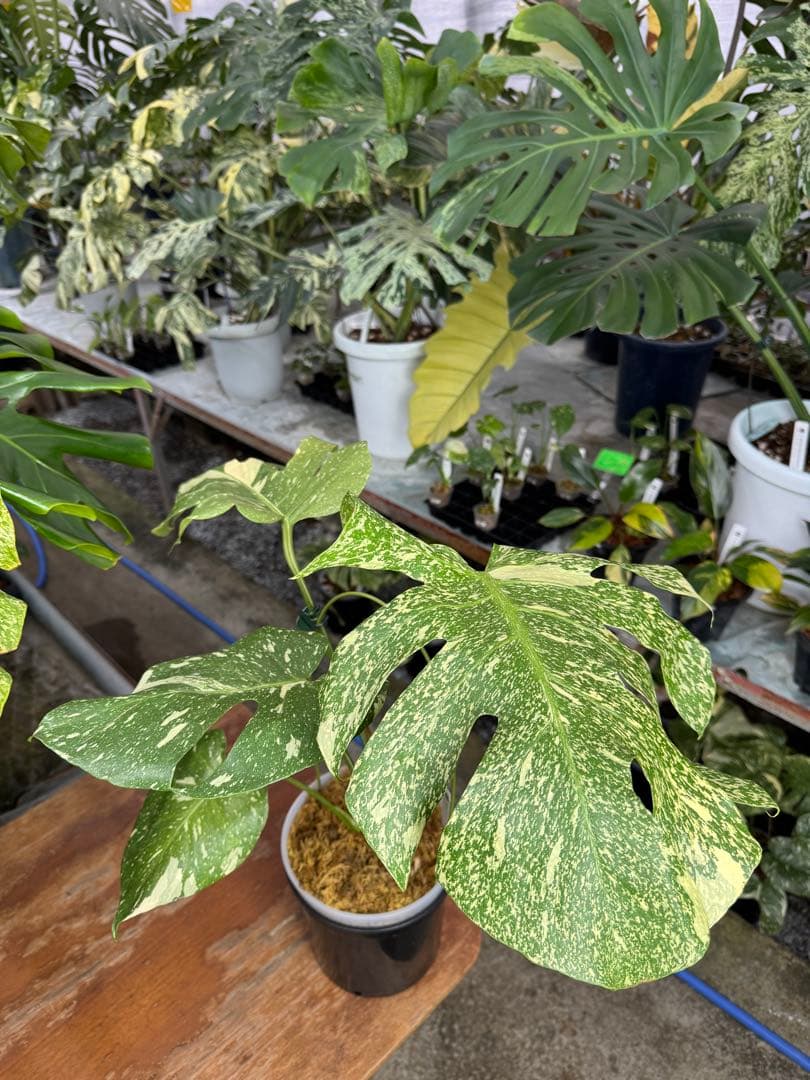 c*i様 5モンステラ　タイコンステレーション　スターライト