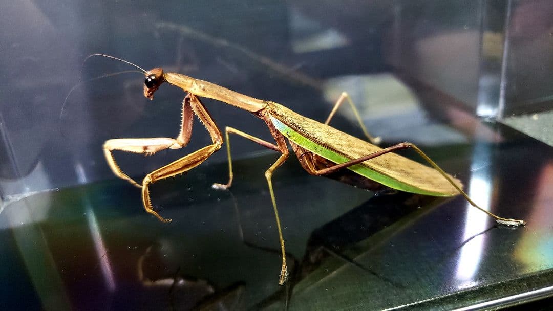 くなりみい出品 立体標本5点