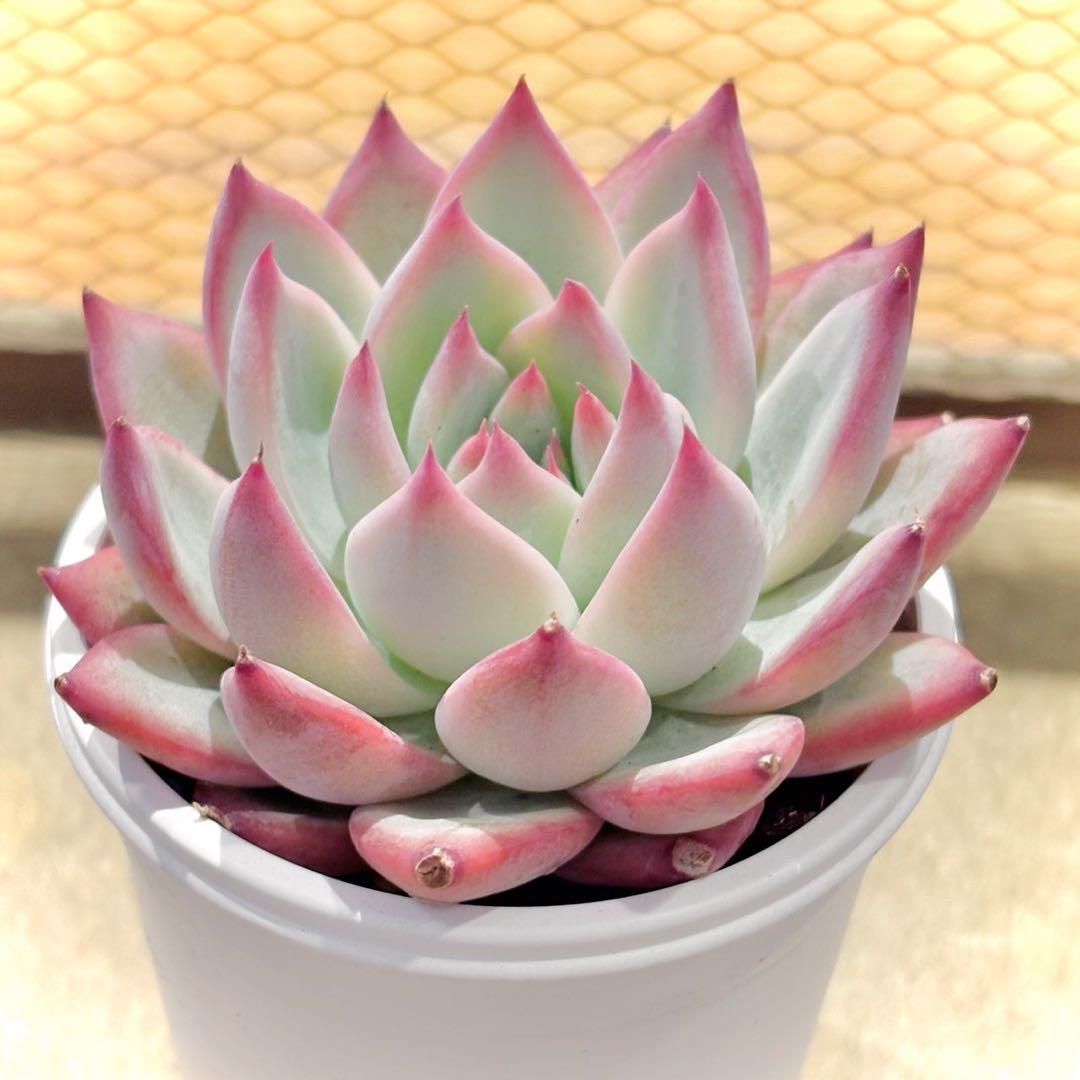 ア*ん様 中里リンゼアナ　札付き　抜き苗　多肉植物