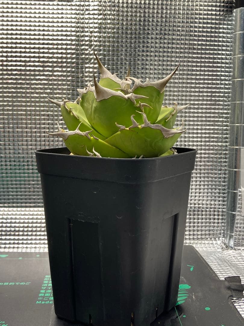 【NY】白犀牛　アガベ　中株②