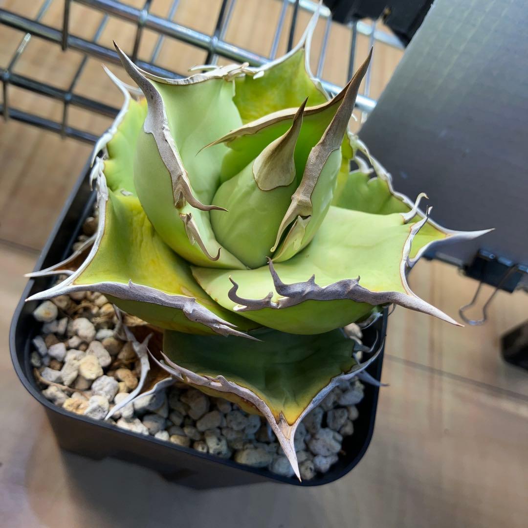 【NY】白犀牛　アガベ　中株②