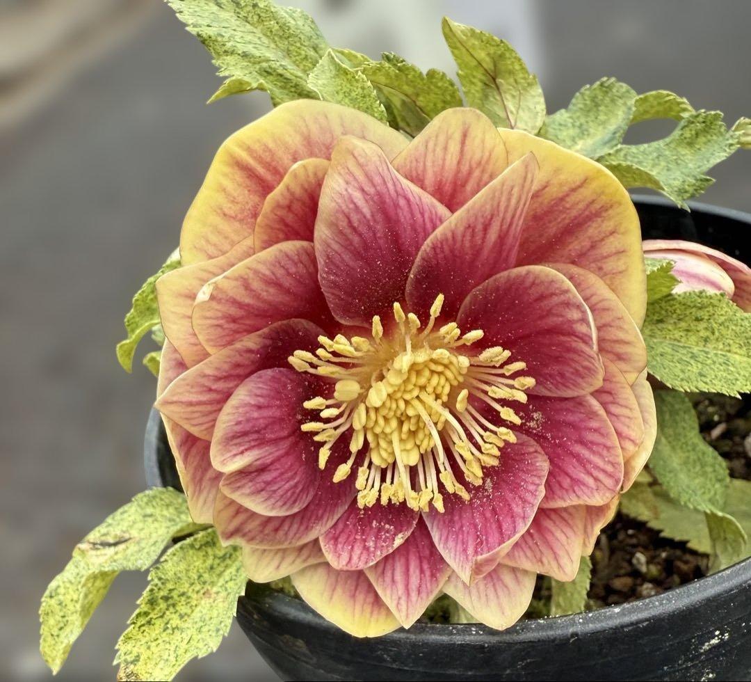 ★斑入り！美しいオーレア！紅ピンクソレイユ　ラベル付き★クリスマスローズ開花株