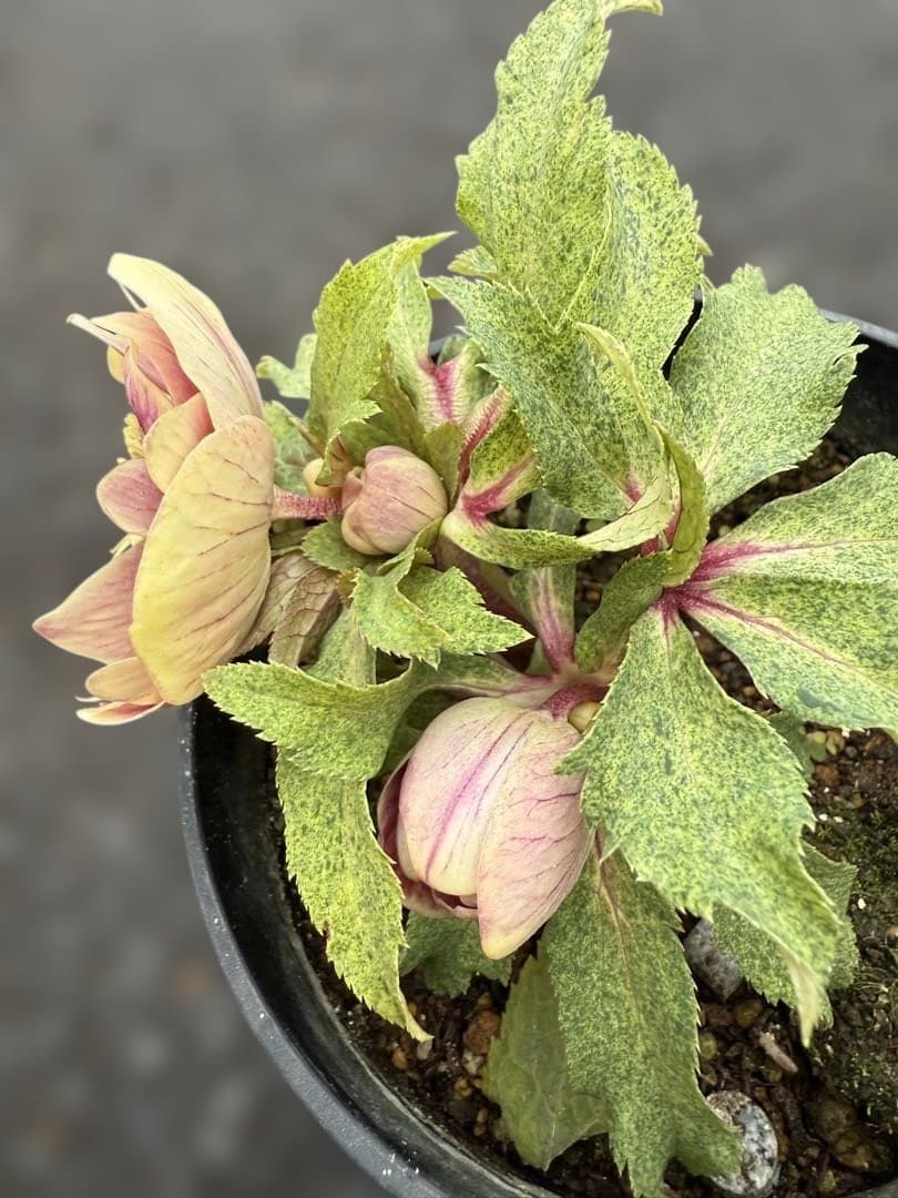 ★斑入り！美しいオーレア！紅ピンクソレイユ　ラベル付き★クリスマスローズ開花株