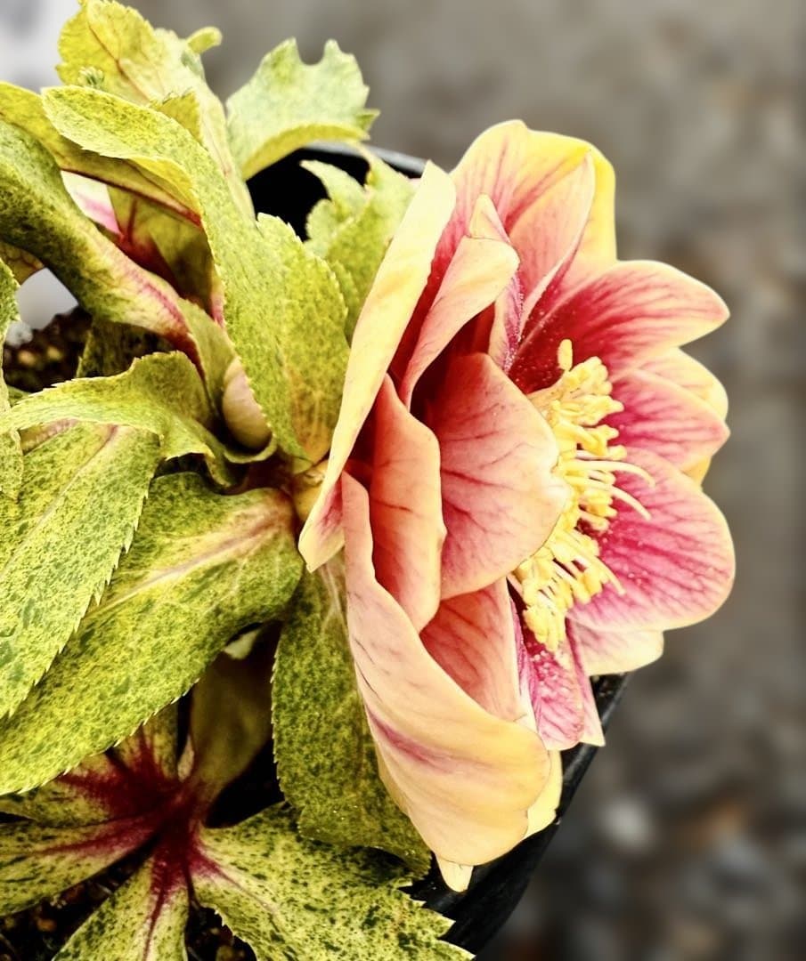 ★斑入り！美しいオーレア！紅ピンクソレイユ　ラベル付き★クリスマスローズ開花株