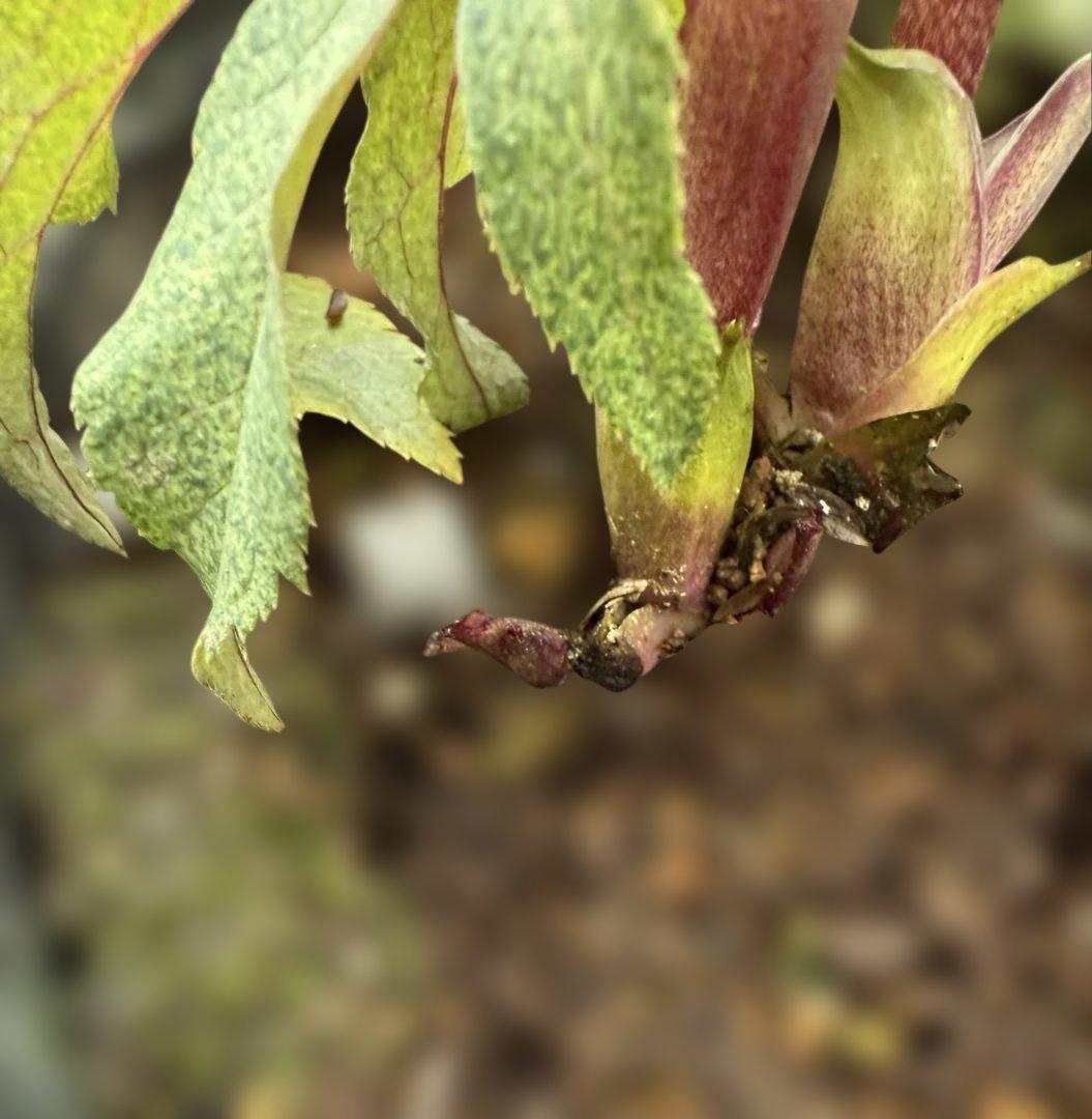 ★斑入り！美しいオーレア！紅ピンクソレイユ　ラベル付き★クリスマスローズ開花株