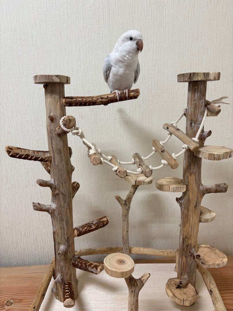 鳥インコ止まり木バードジムバードアスレチック卓上型インコアスレチック