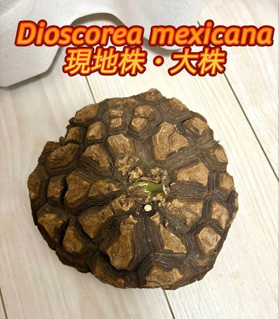 メキシコ亀甲竜 レア Dioscorea mexicana 現地株 大株 未発根
