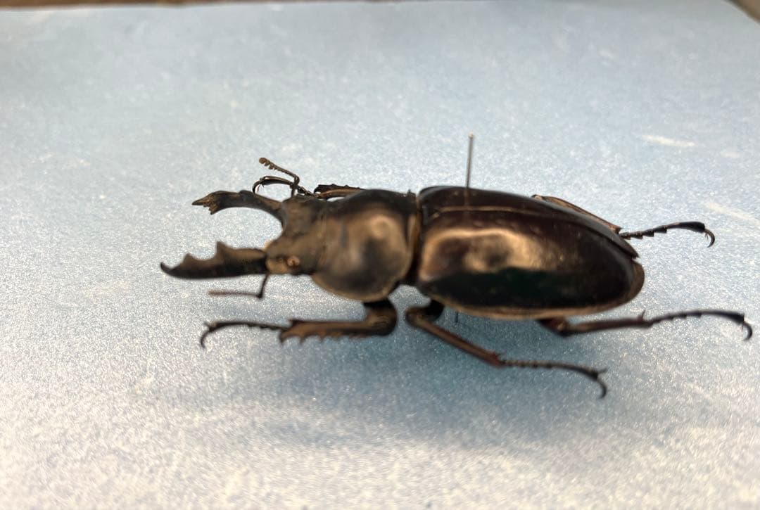 ペラルマトゥスマルバネクワガタ亜種ゴラール