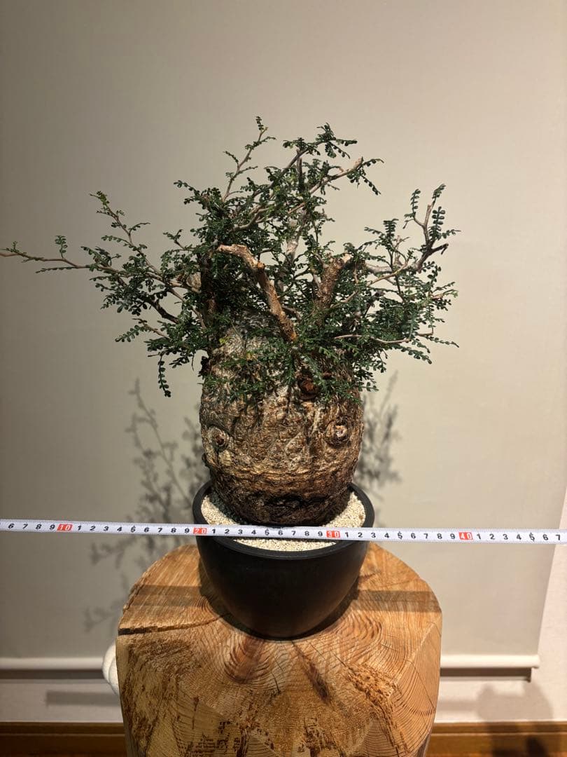 ソウルフル　オペルクリカリア　パキプス　塊根