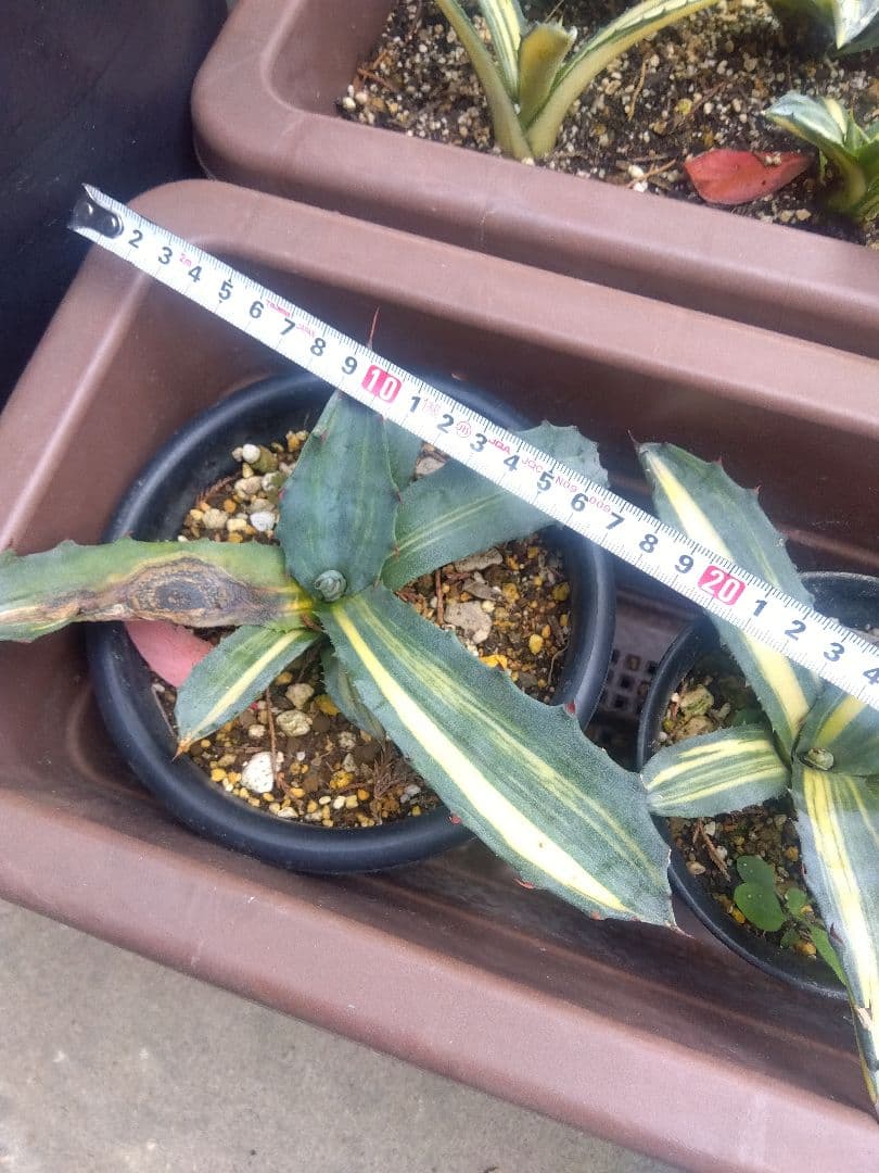 nochida587　フェロックス錦 11株