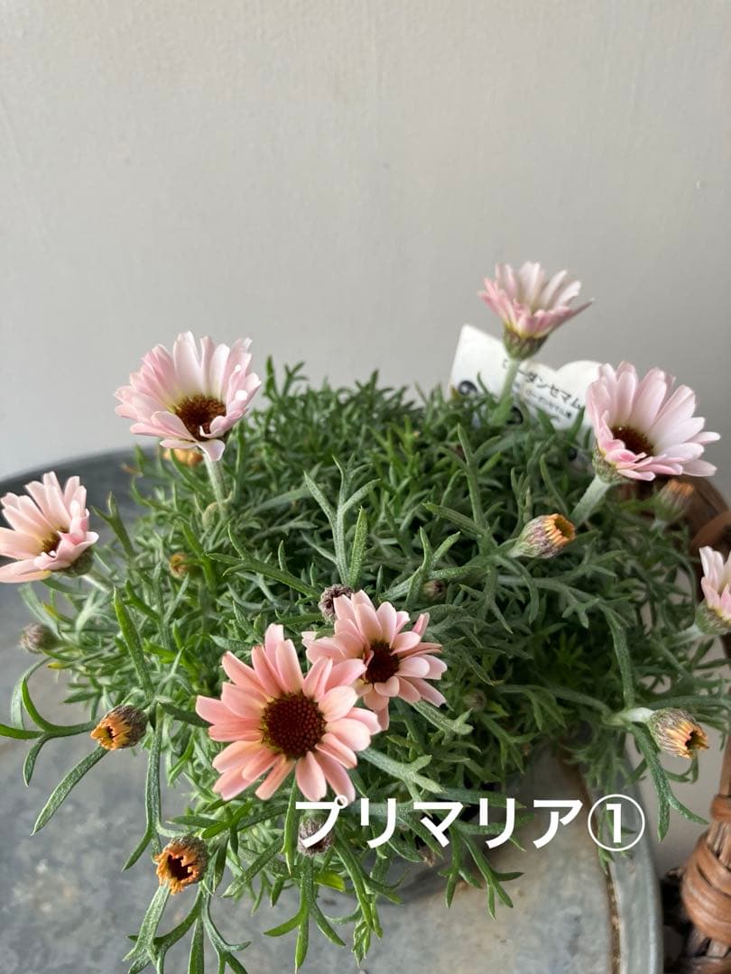 【専用】ローダンセマム　マーズ① 、その他