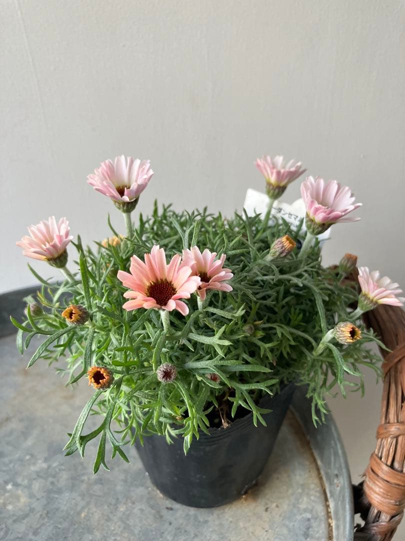 【専用】ローダンセマム　マーズ① 、その他