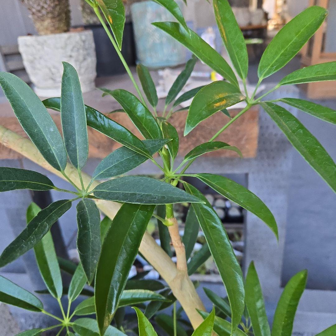 ⑥　シェフレラ　アンガスフォリア　曲がり仕立て　8号　特大苗木最高等級極上品‼️