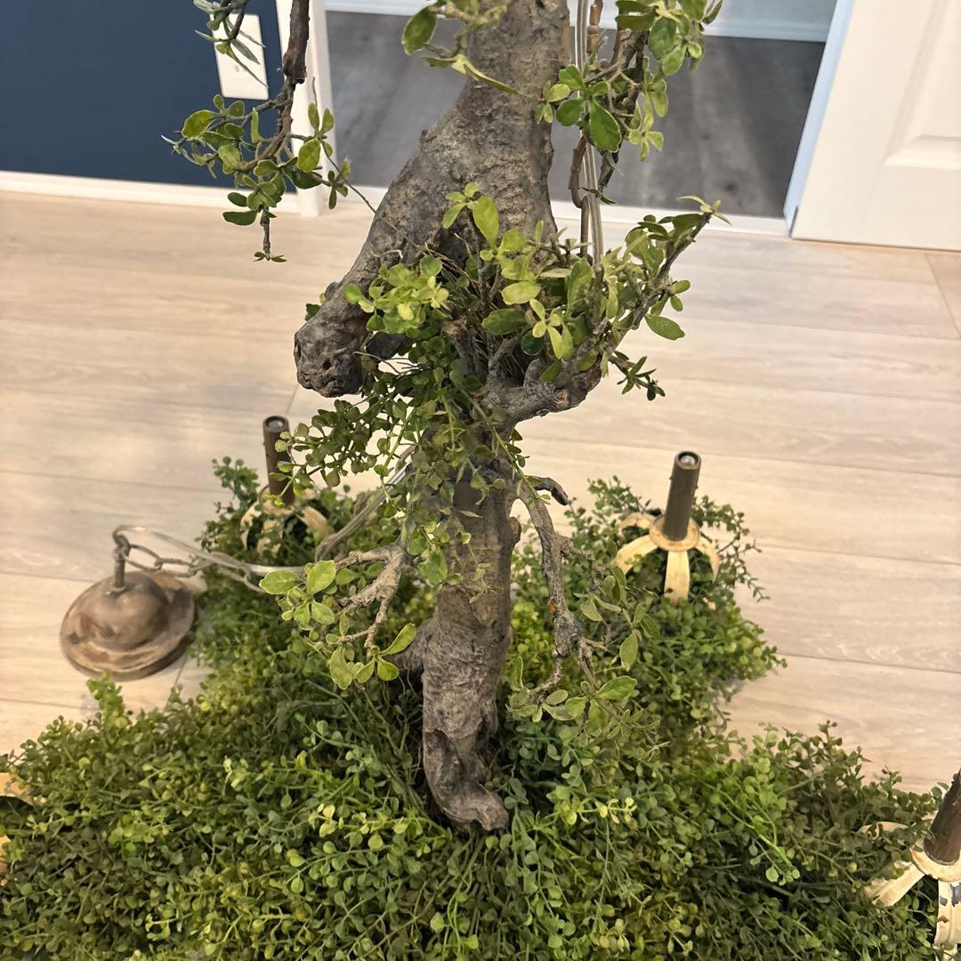 森のシャンデリア