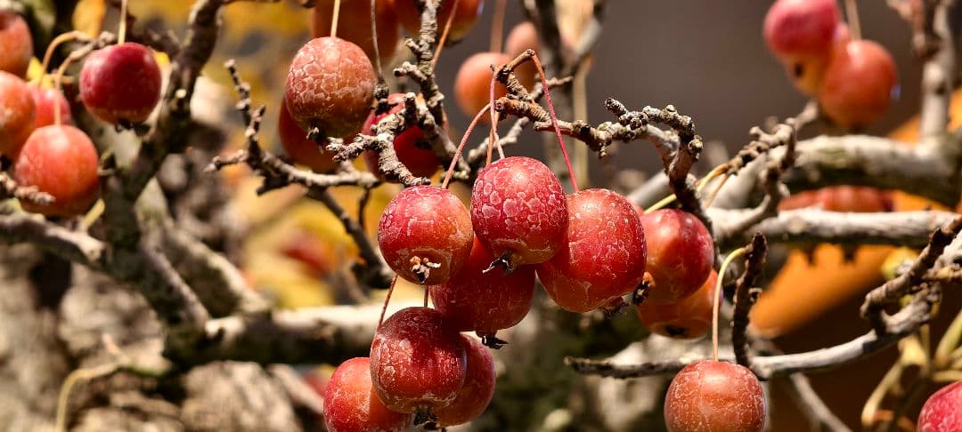 Vivo x100 Ultra　16G/512GB　中国版