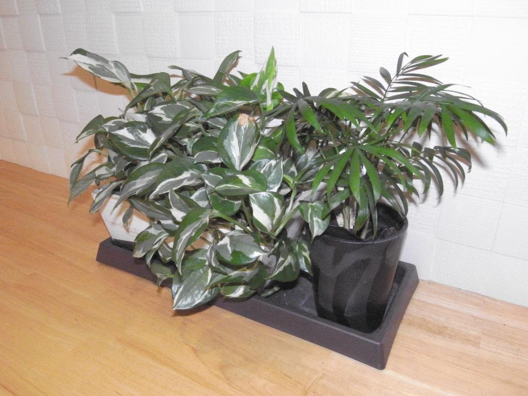 RICOH GX200 / 説明書・CD-ROM等 付属品一式 / 動作確認済み