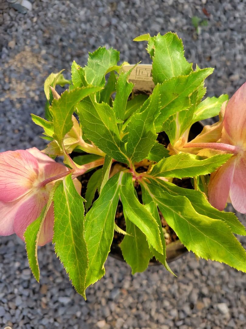 広瀬園芸　ホワイト柔らかピンクダブル　クリスマスローズ