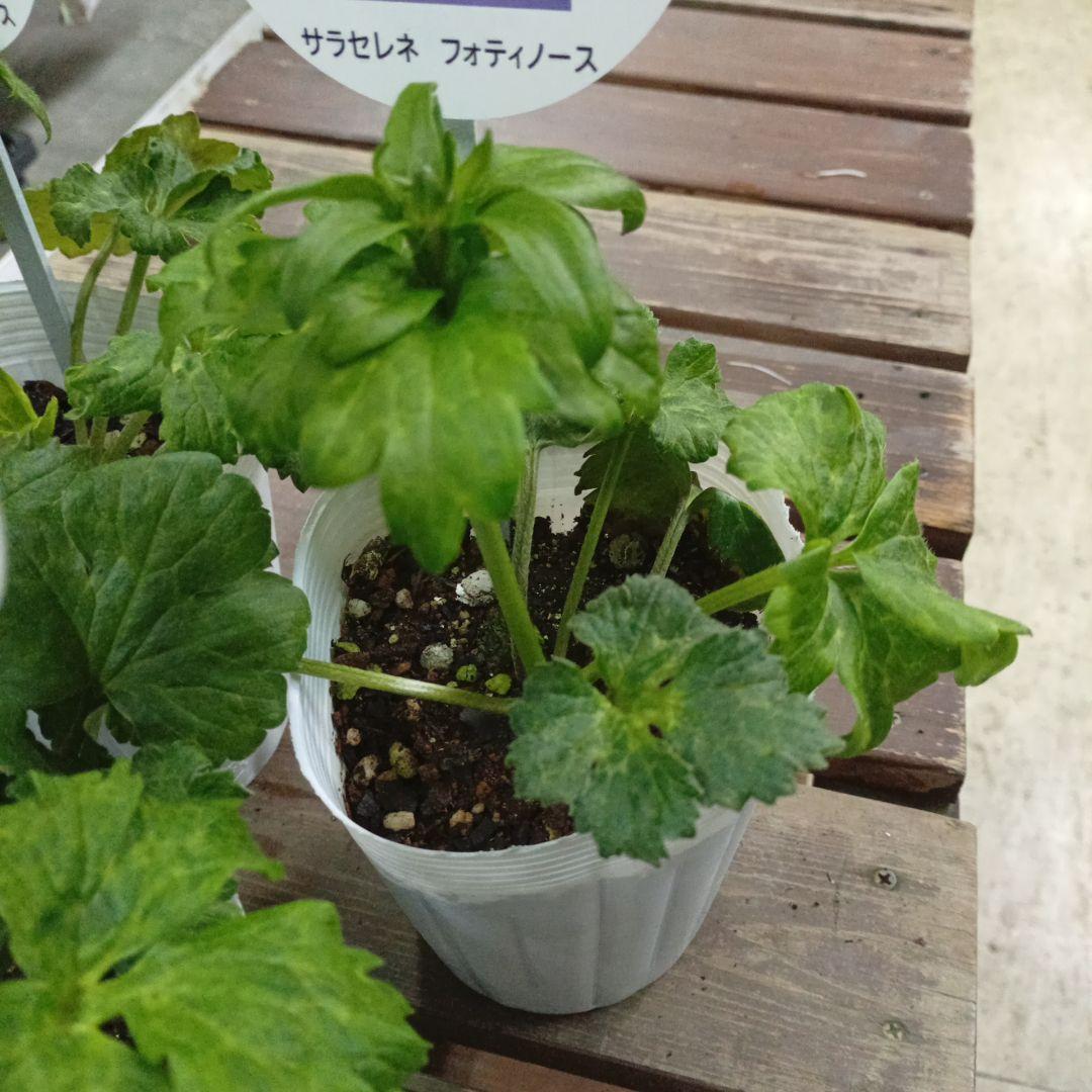 希少種ラナンキュラス　新品種　サラセレネ フォティノース　3.5号苗　3鉢セット