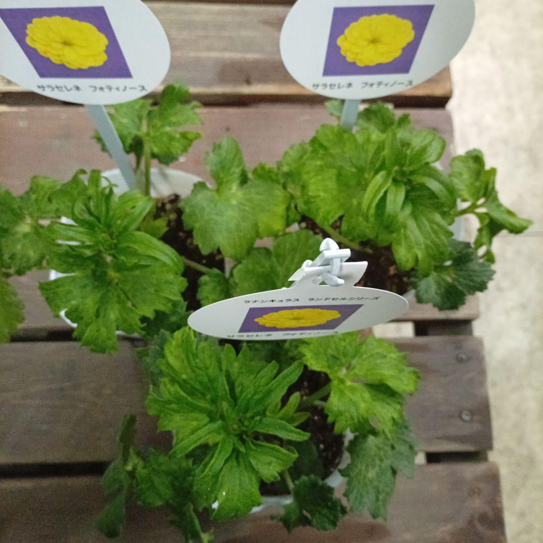 希少種ラナンキュラス　新品種　サラセレネ フォティノース　3.5号苗　3鉢セット