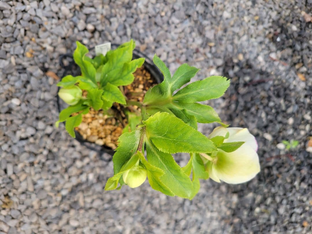 クリスマスローズ　セミダブル　加藤農園