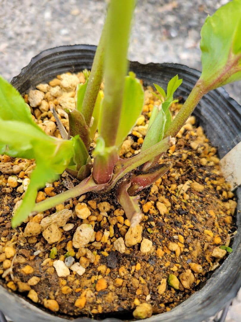 クリスマスローズ　セミダブル　加藤農園