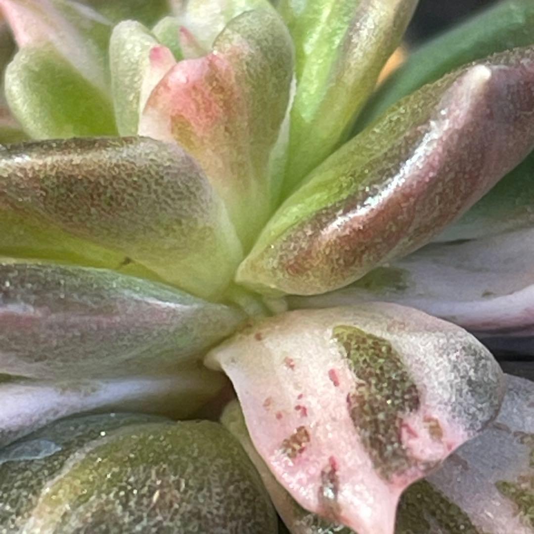 専用！　高級品種　稀少　インドネシア多肉　プリンス錦3点セット　速達代付