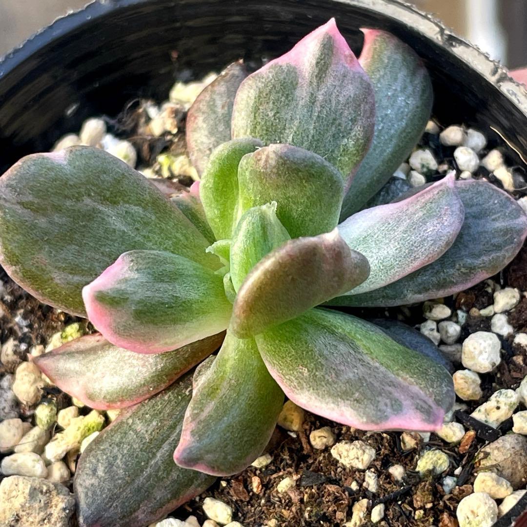 専用！　高級品種　稀少　インドネシア多肉　プリンス錦3点セット　速達代付