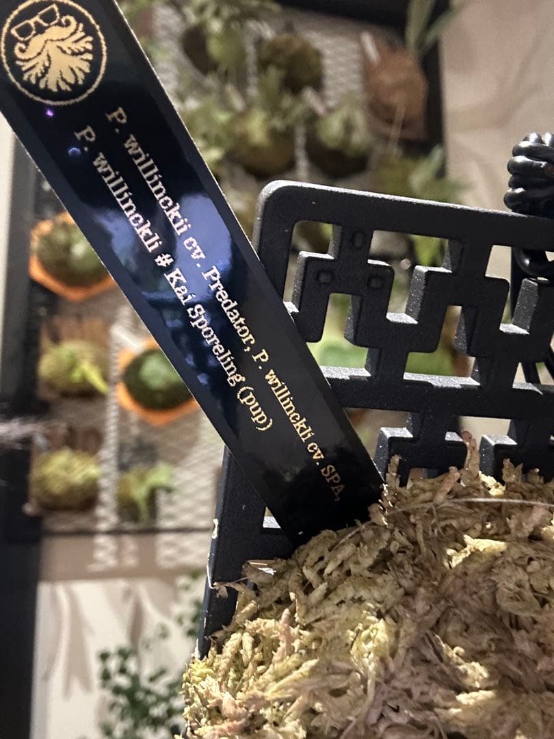 ビカクシダ willinckii mix spore Predator, SPA,Kai 1