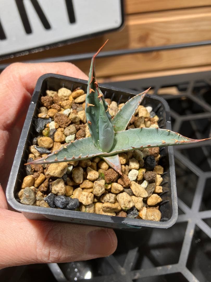 ハイブリッド　アガベ　ネバデンシス✖️コロラータ ネバコロ