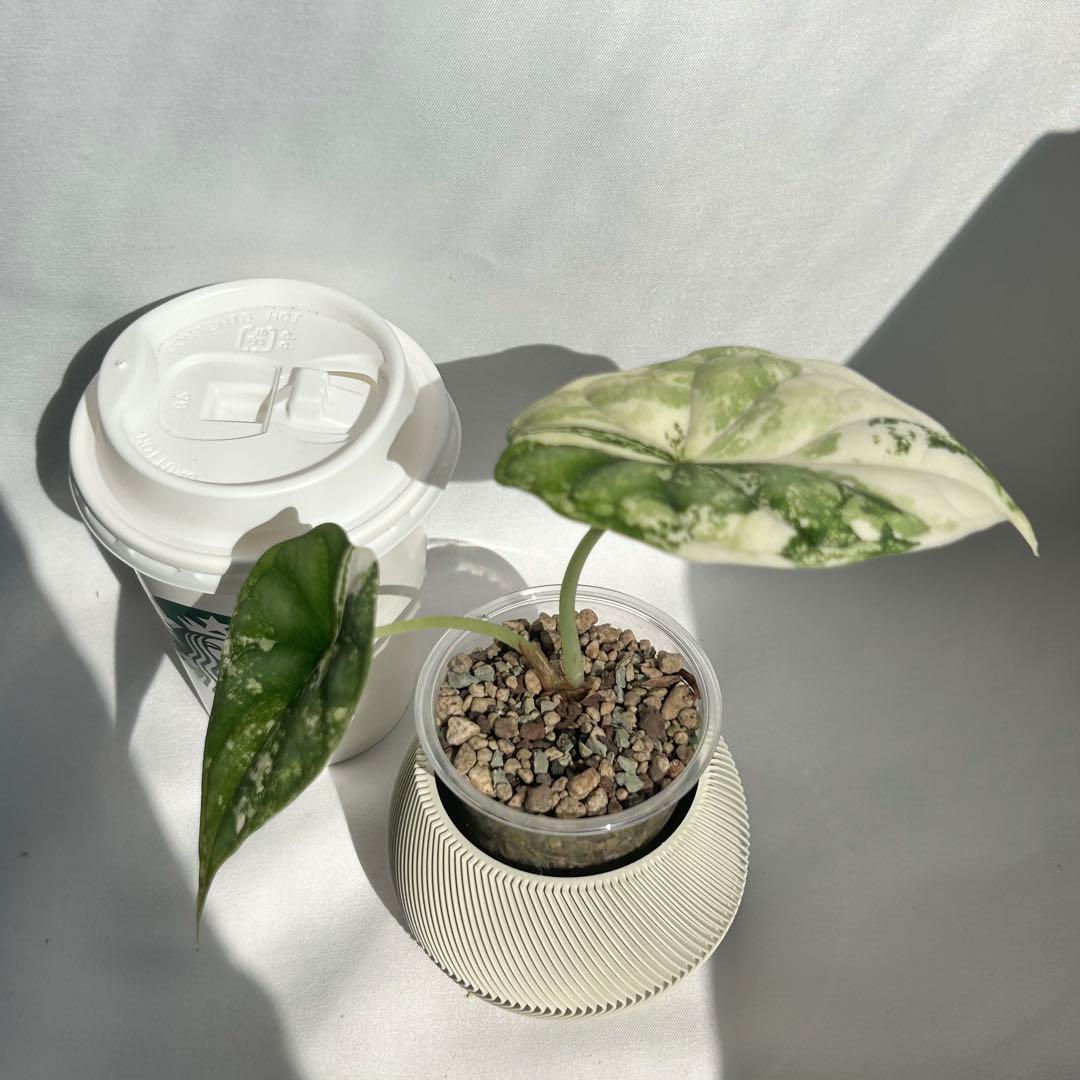 Alocasia Dragon Scale Variegata 【7】