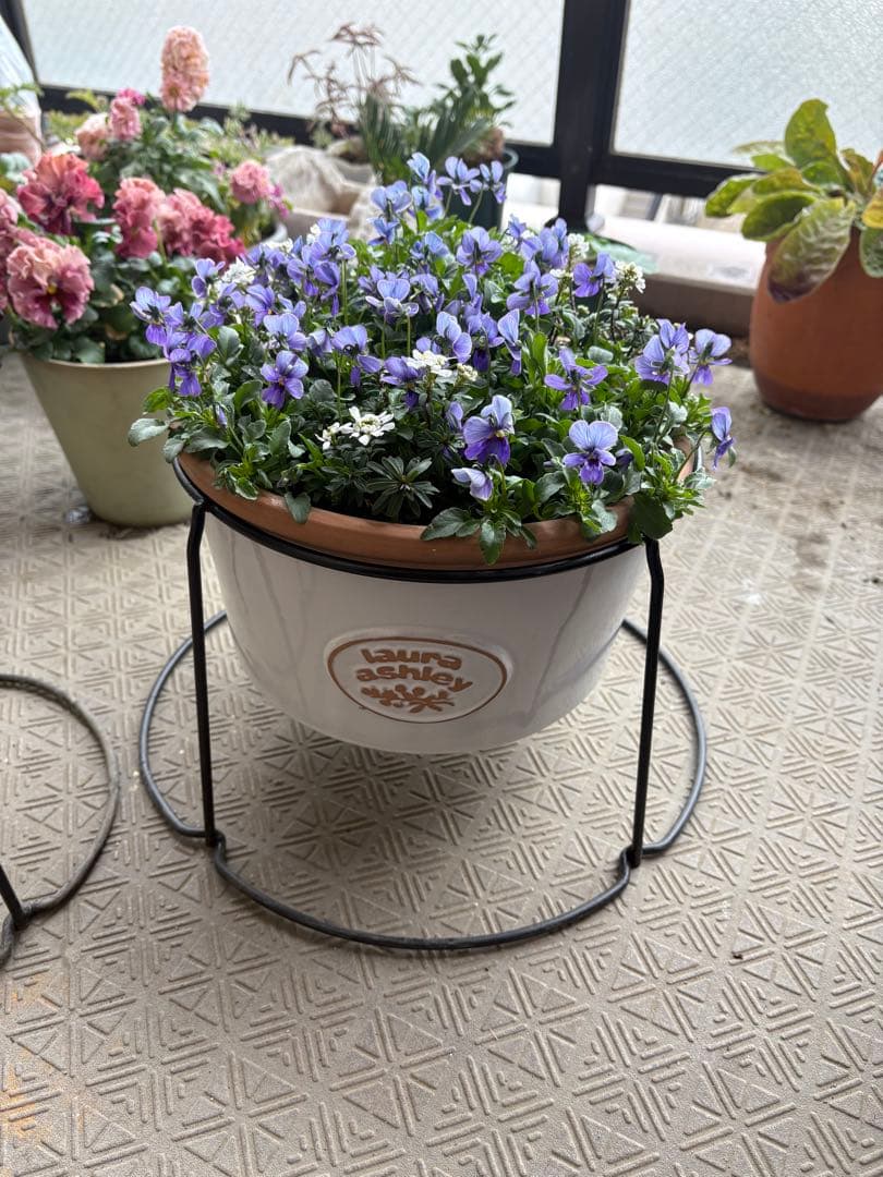 ブルージャスミンのおしゃれな鉢植え大型・スタンド付★ LAURA ASHLEY鉢
