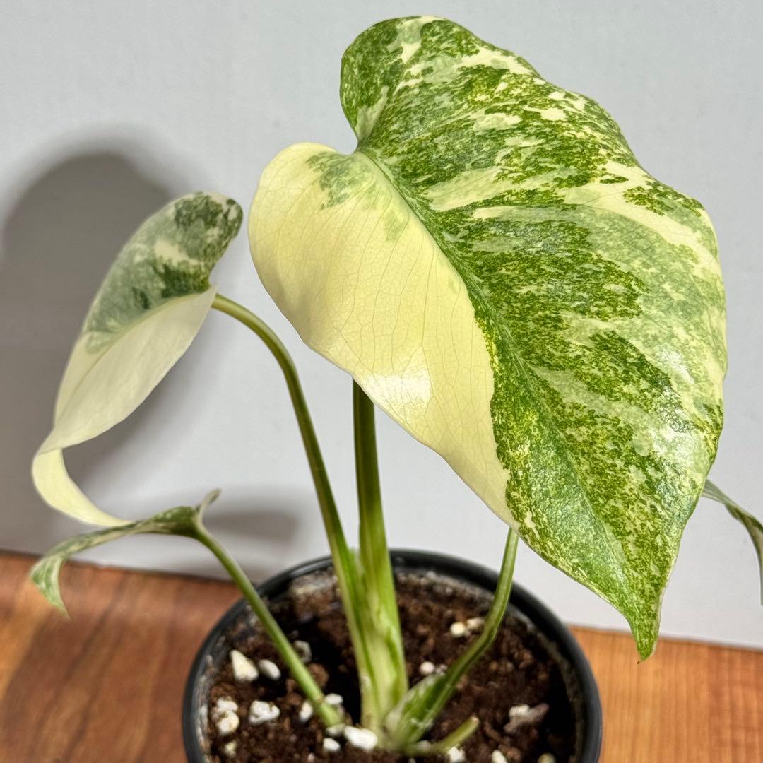 Macy’jおまとめモンステラ　デリシオーサ　レガシー& バルバソー