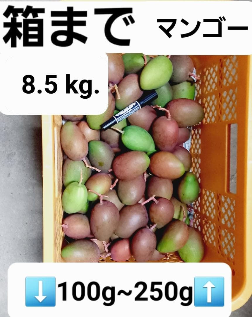 マンゴー+摘果 / 8.5 kg including box