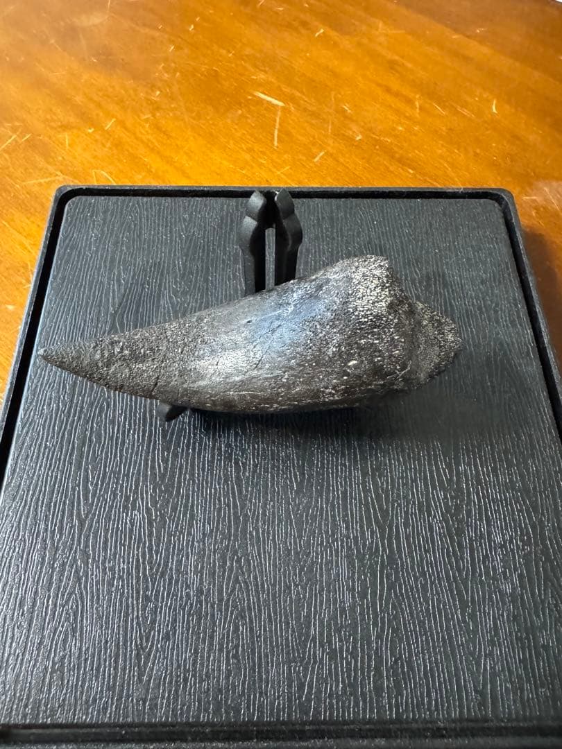 アロサウルスの爪化石(フットクロー) 『megalodonさん専用』