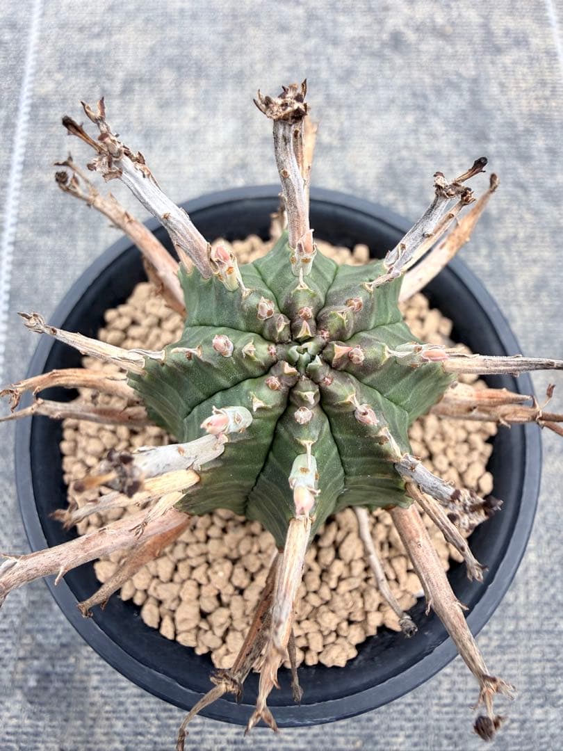 スーパーバリダ　ユーフォルビア　ホリダ　オベサ　群星冠