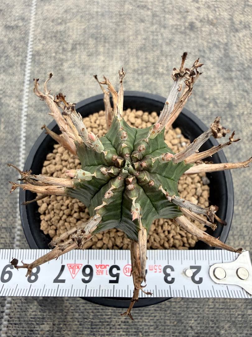 スーパーバリダ　ユーフォルビア　ホリダ　オベサ　群星冠