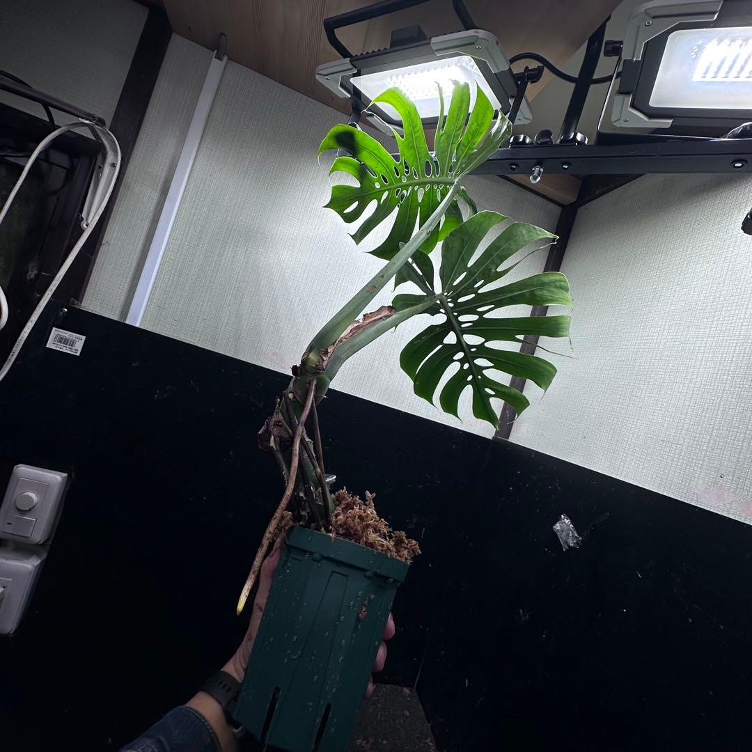 a*r様 モンステラデリシオーサマクロコズム超希少系統鉢植え69㎝