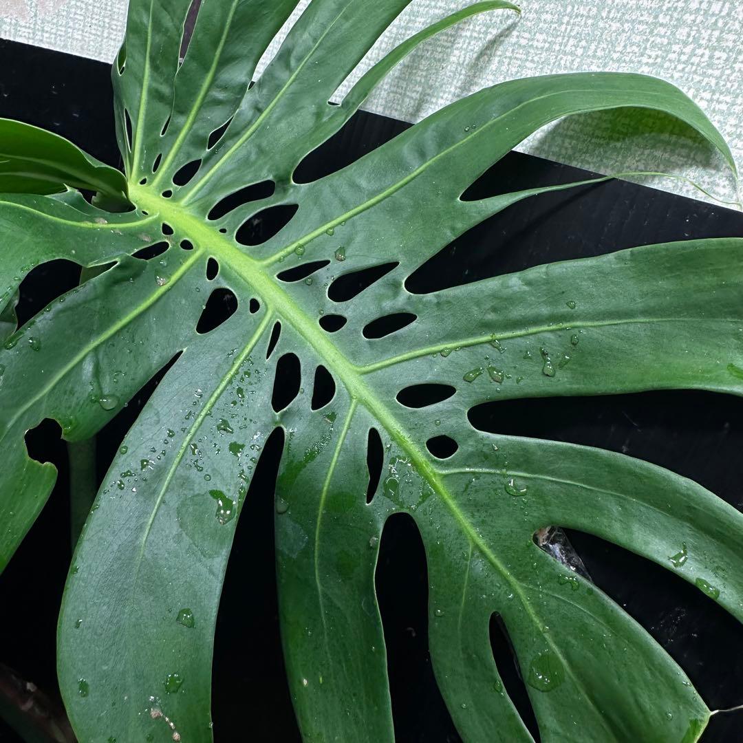 a*r様 モンステラデリシオーサマクロコズム超希少系統鉢植え69㎝