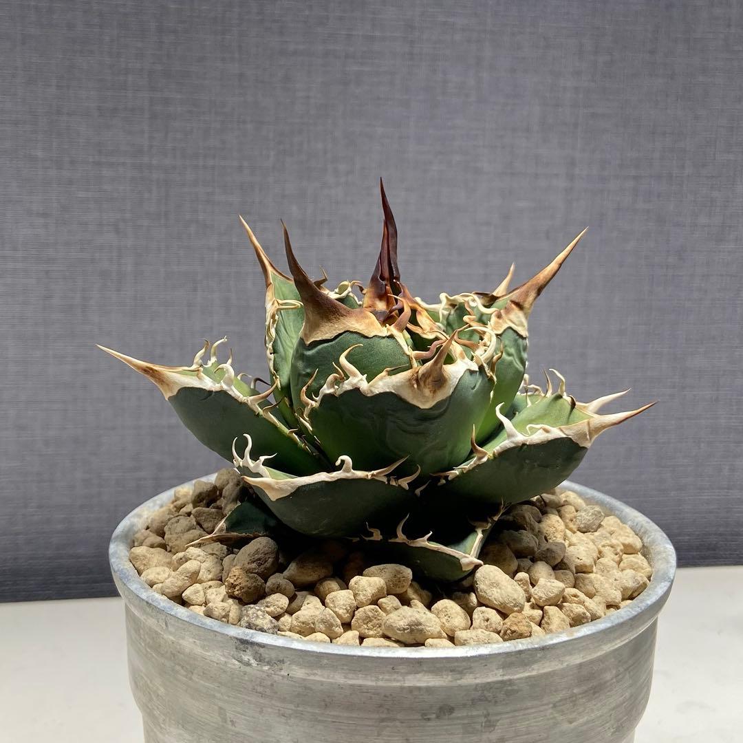 アガベ チタノタ 実生 オアハカ