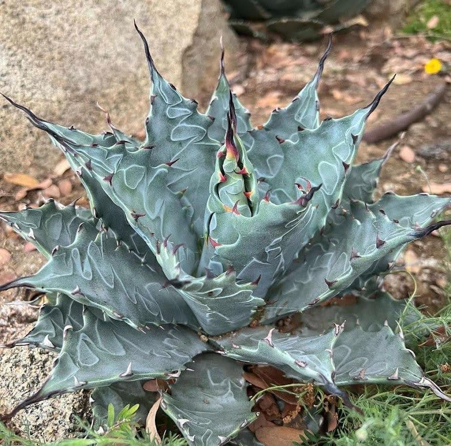 アガベ コロラータ×ネバデンシス　ハイブリッド　【2/7撮影】☆発根済子株☆