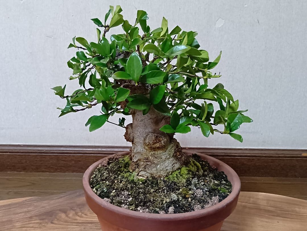 ‼️クチナシ盆栽‼️極太‼️値下げ
