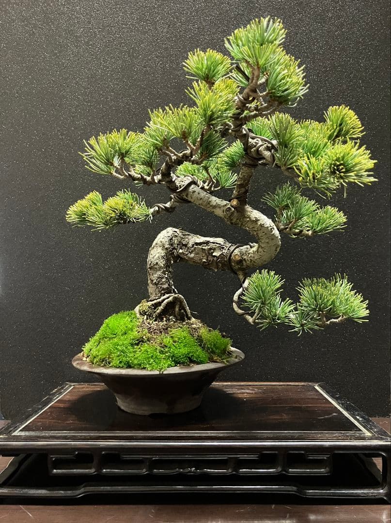 銀八房五葉松、宮島五葉松模様木盆栽