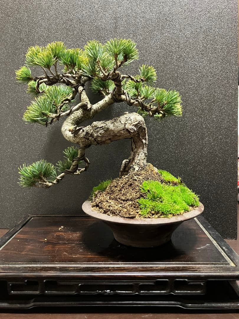銀八房五葉松、宮島五葉松模様木盆栽
